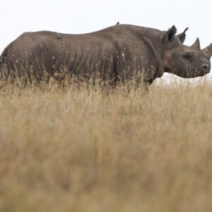 Browse ( black rhino )