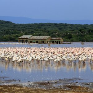 baringo-conservancy-flamingos