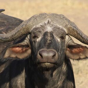 buffallo-peejay-ventures