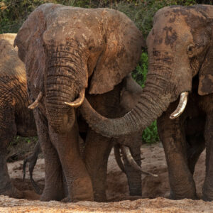 Elephants drinking in wells in the dry lugga of Serolipi River.