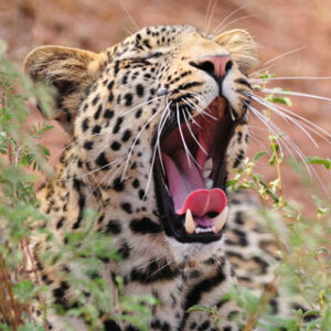 leopards-1