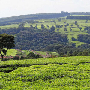tea-plantations-kenya-peejay-ventures